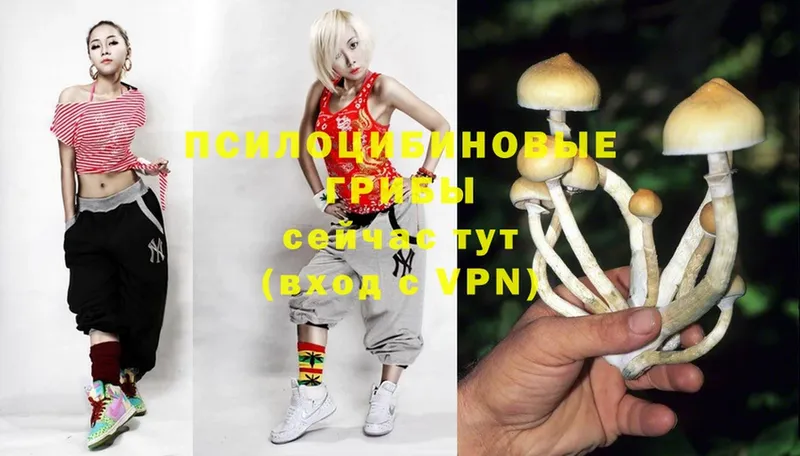 Галлюциногенные грибы Psilocybine cubensis  Семилуки 